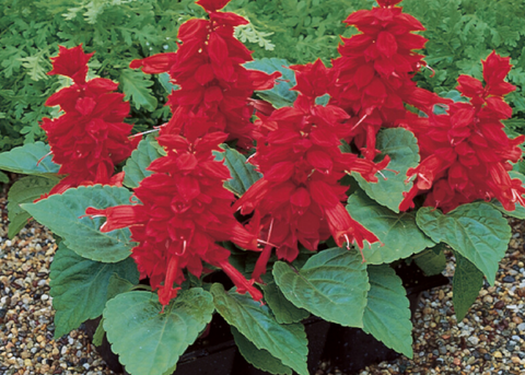 Salvia salsa scarlet