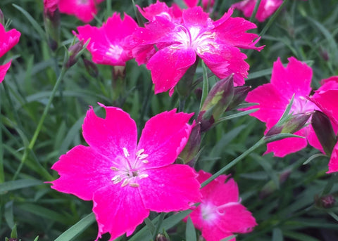 Dianthus Kahori Scarlet