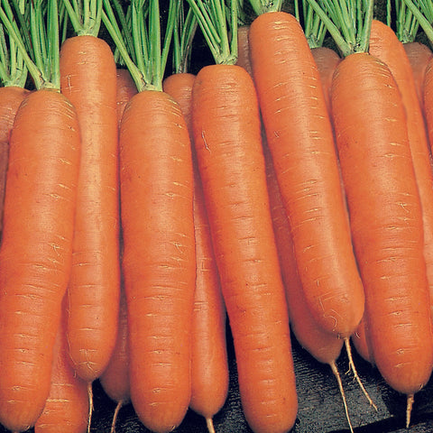 Semence de "Carotte touchon" Biologique