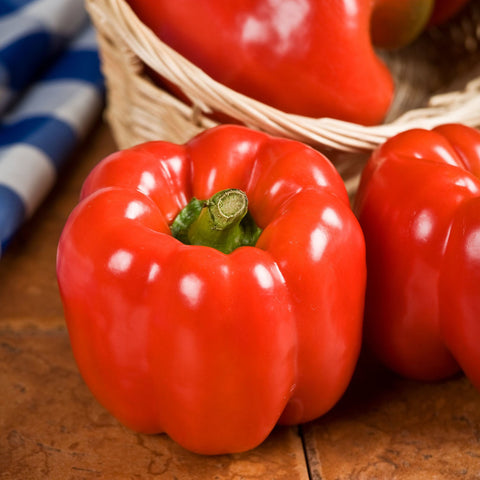 Semence de serre de "Poivron rouge"