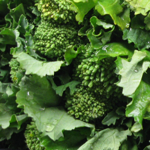 Semence de "Rapini" non traité
