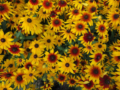 Semence de "Rudbeckie Gloriosa"