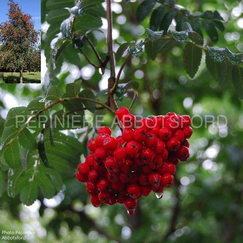 Sorbier "Cardinal royal"