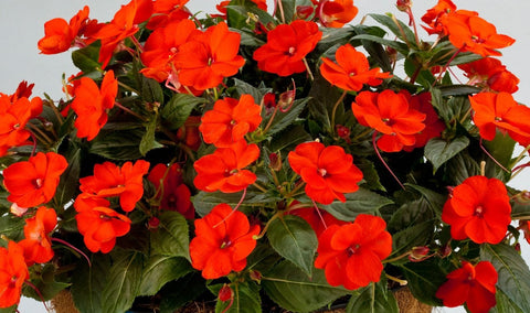 Sunpatiens orange