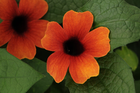 Thunbergia Arizona glow