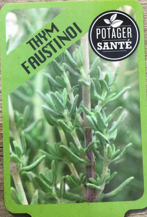 Thym Faustinoi / Potager Santé
