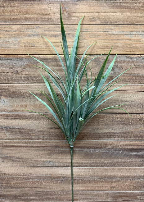 Tige de plante grasse