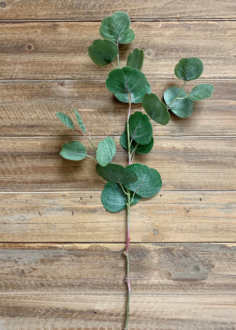 Tige d'eucalyptus