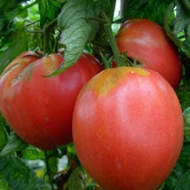 Tomate Coeur de Boeuf / Potager Santé