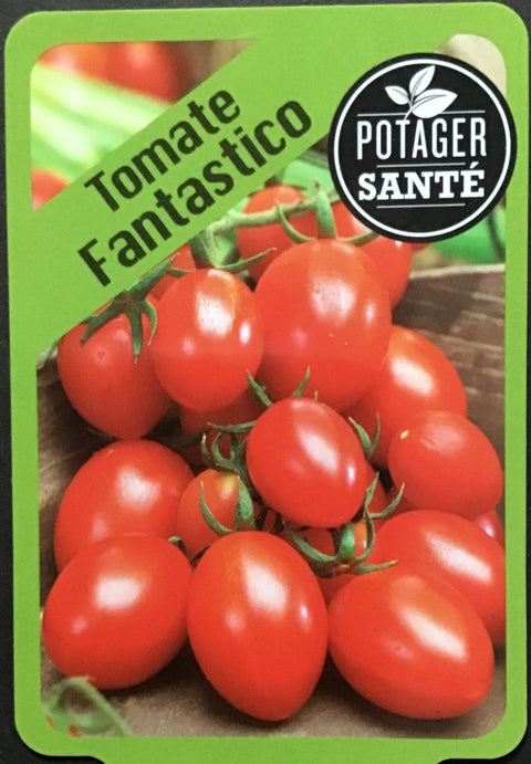 Tomate cerise fantastico / Potager Santé