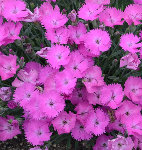 Dianthus Paint the Town Fushia