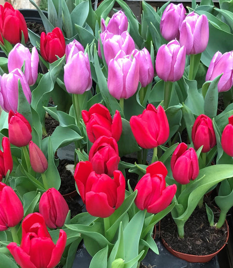 Plante d'intérieur "Tulipe en pot"