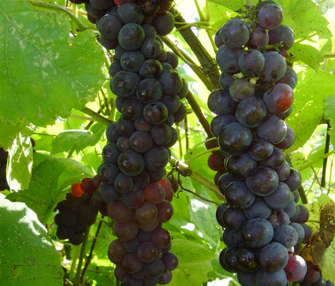 Vigne à raisin "Montréal blue"