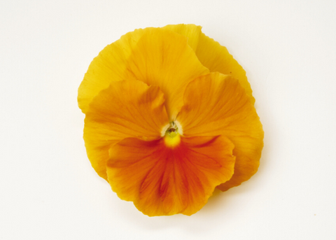 Viola orange