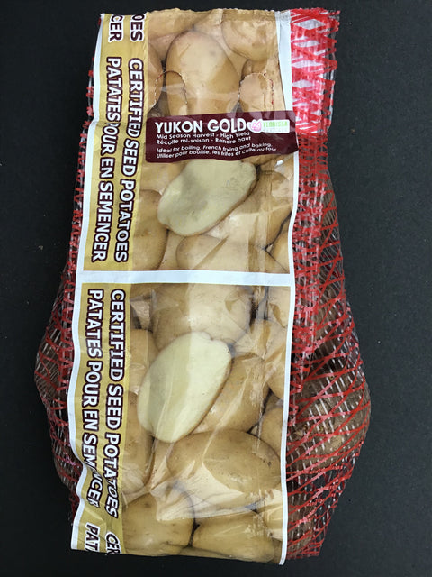 Semence "Pomme de terre Yukon gold"