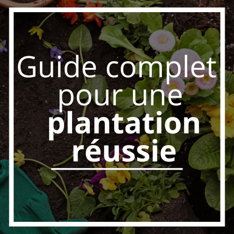 Guide complet pour une plantation réussie
