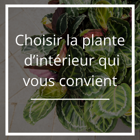 Comment choisir la plante d’intérieur qui vous convient ?