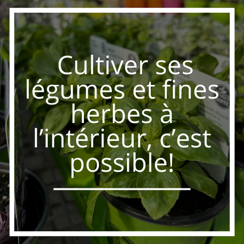 Cultiver ses légumes et fines herbes à l’intérieur, c’est possible!