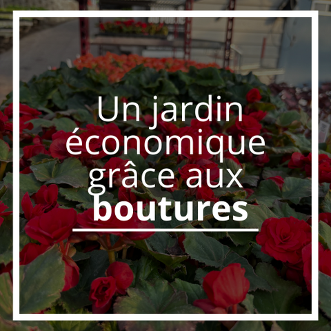 Un jardin économique grâce aux boutures