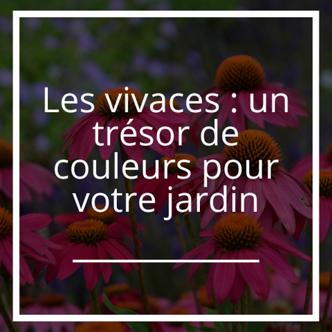 Les vivaces : un trésor de couleurs pour votre jardin