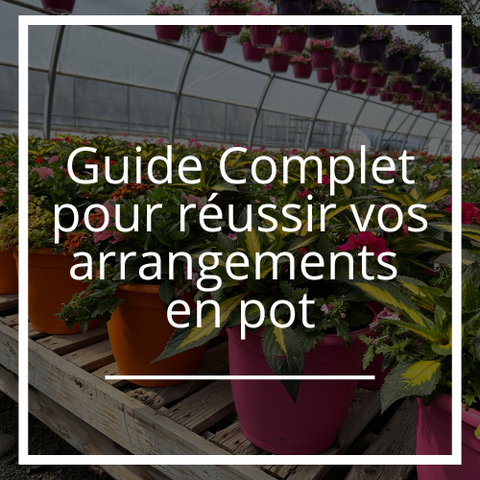 Guide Complet pour réussir vos arrangements en pot