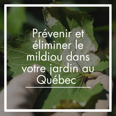 Prévenir et éliminer le mildiou dans votre jardin au Québec