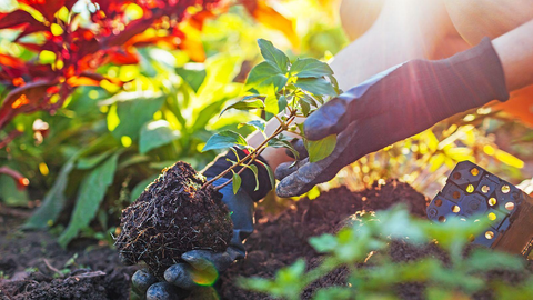 Pourquoi les jardiniers expérimentés plantent-ils en automne?