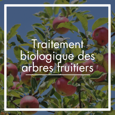 Traitement biologique des arbres fruitiers : Conseils de traitement