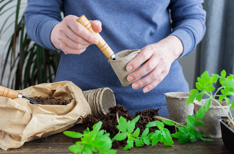 Semences de légumes à planter en début d'année