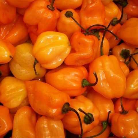 Semences de piments et de poivrons