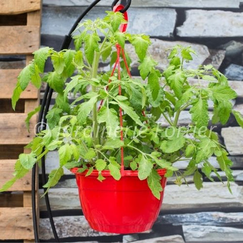 Jardinière de tomate mix