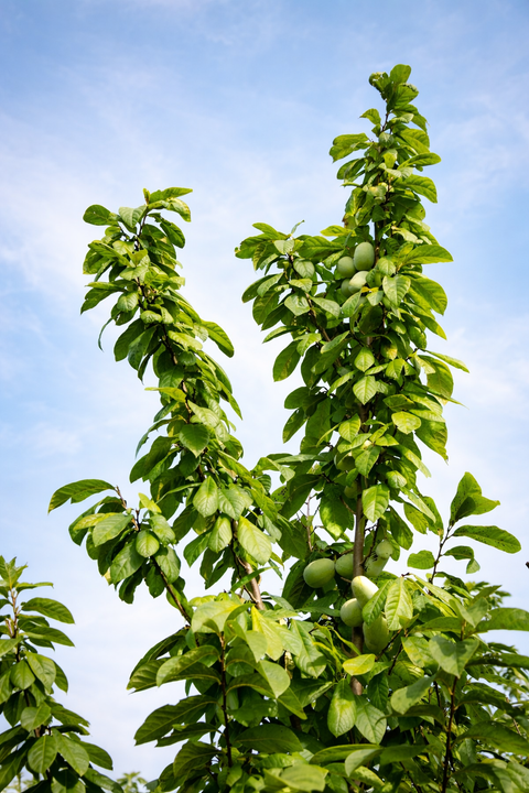 Asimina triloba "Paw Paw"