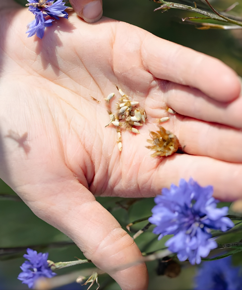 Conférence – Semer aujourd’hui, nourrir demain - 15 mars 11h00