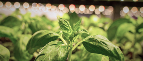 Lampes de croissance & tapis chauffants