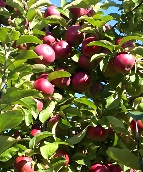 Conférence – La taille des fruitiers et nouvelles variétés résistantes aux insectes - 14 mars 13h30