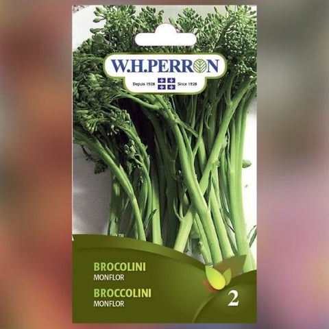 Semence de "Broccolini Monflor"