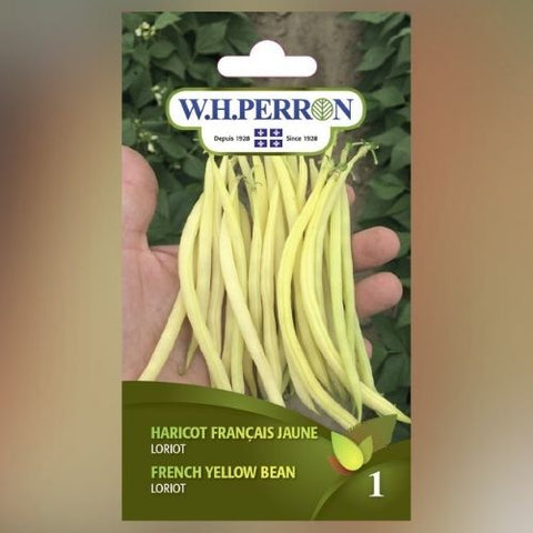 Semence "Haricot Français jaune"