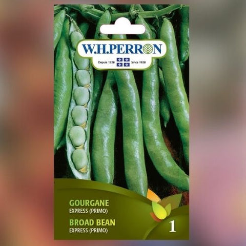 Semence de "Gourgane express" non traité