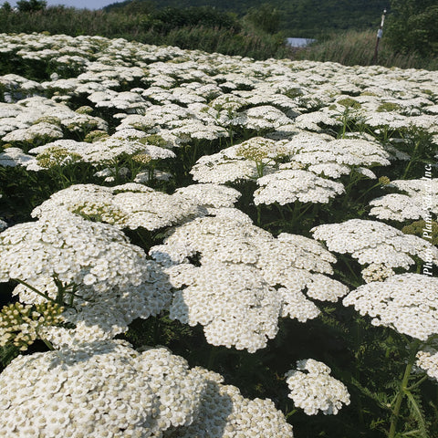 Achillea "Firefly Diamond"