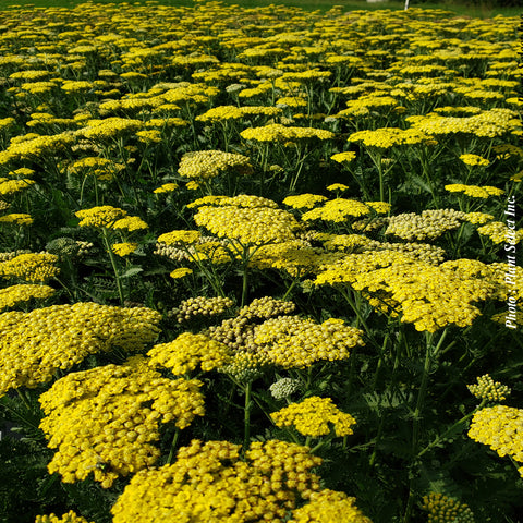 Achillea "Sassy summer lemon"