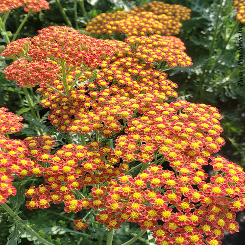 Achillea "Sassy Summer Sunset"