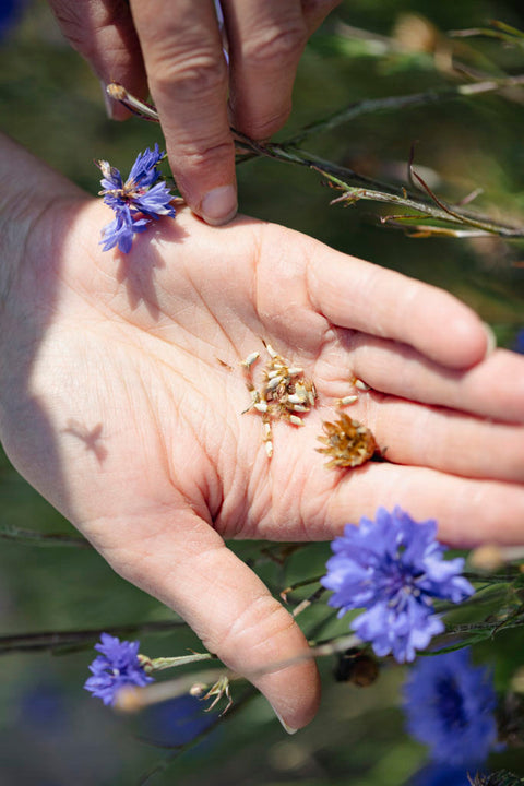Semer aujourd'hui,  nourrir demain