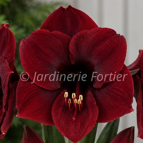 Bulbe "Amaryllis Vixen"