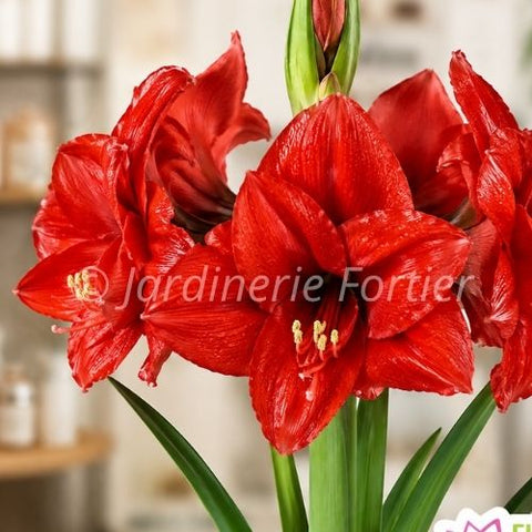 Bulbe "Amaryllis Jumbo Waxed"