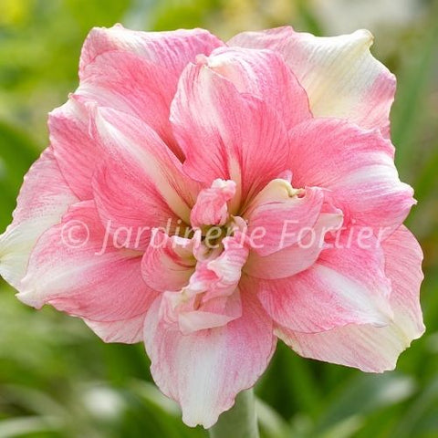 Bulbe "Amaryllis Tika Disco"
