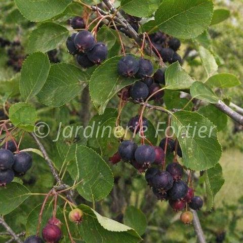 Amelanchier "Isaac"