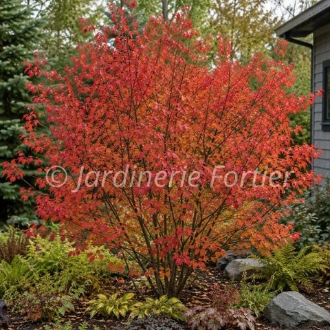 Amelanchier "Autumn Brilliance"