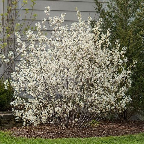 Amelanchier "Autumn Brilliance"