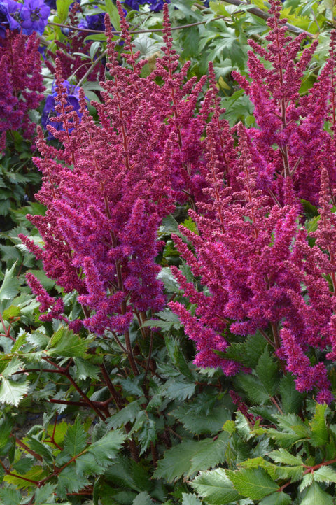 Astilbe chinensis Vision in Red