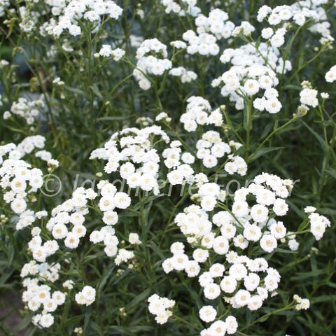 Achillea "Peter Cottontail"